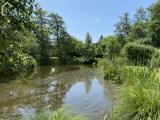 Teich