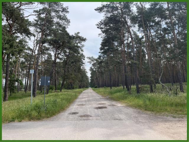 Waldweg
