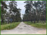 Waldweg