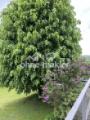 Blick vom Balkon