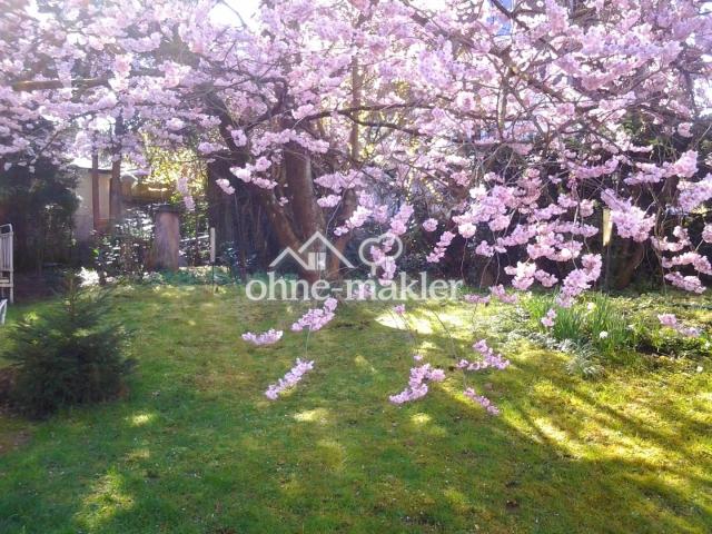 Kirschblüte im Garten
