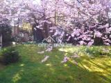 Kirschblüte im Garten