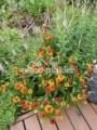 Gartenbilder