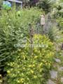 Gartenbilder