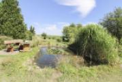 Gartenteich2