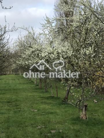 Obstbaumwiese Frühling