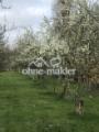 Obstbaumwiese Frühling