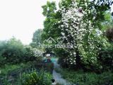 Gartenansicht mit Rosen