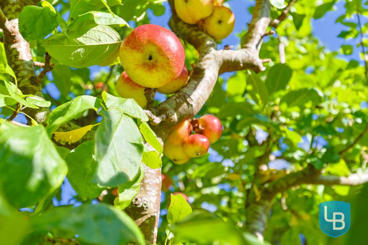 Obstbaumbestand