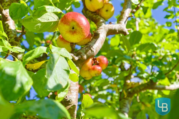 Obstbaumbestand