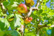 Obstbaumbestand