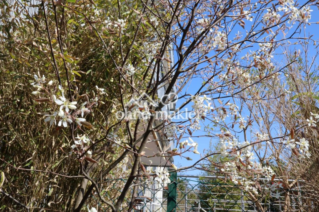 Felsenbirne im Garten
