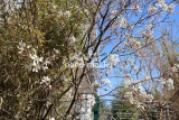 Felsenbirne im Garten