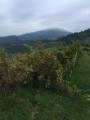 Weinberge vor der Haustür