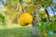 Obstbaumbestand