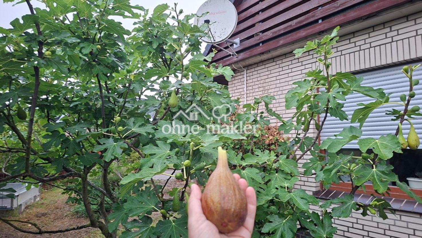 Feigenbaum im Garten