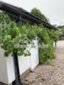 Wein am Carport