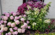 Blumenpracht vor dem Haus