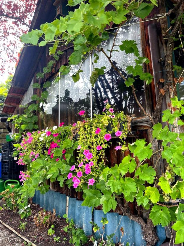 Gartenhaus 2 Weinlaub