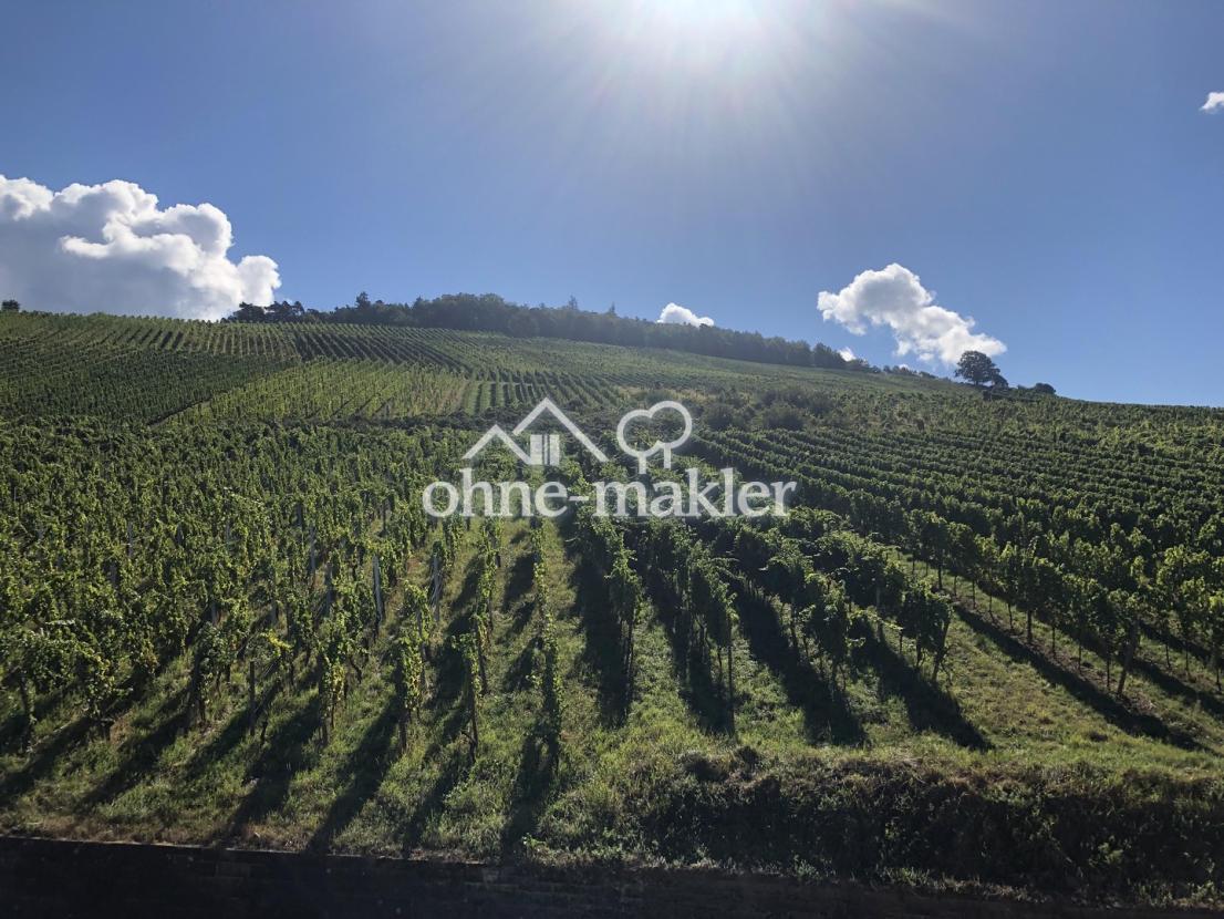 Rebhang und Schwarzwald