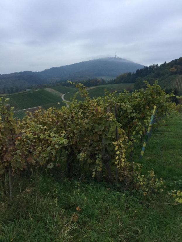 Weinberge vor der Haustür