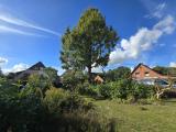 Blick in den Garten