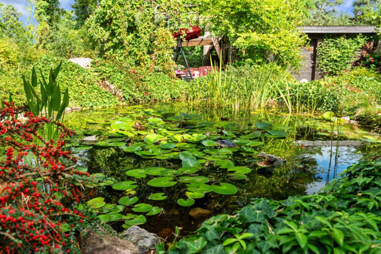 Gartenteich