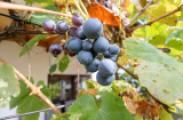 Süd-Terrasse mit Wein
