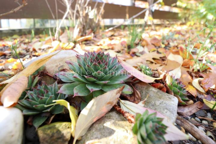 Garten-Impressionen