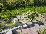kleiner Teich
