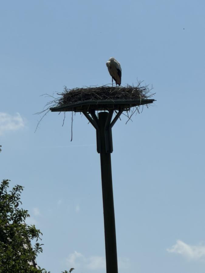 Storch am Nachbarhof