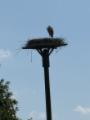 Storch am Nachbarhof