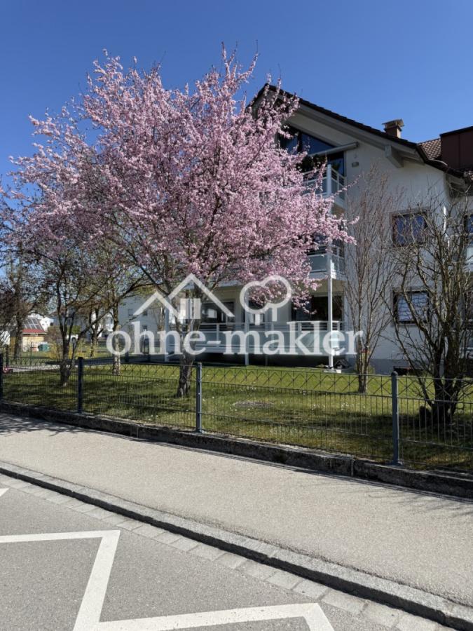 Kirschbaum