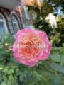 Garten mit duft Rosen
