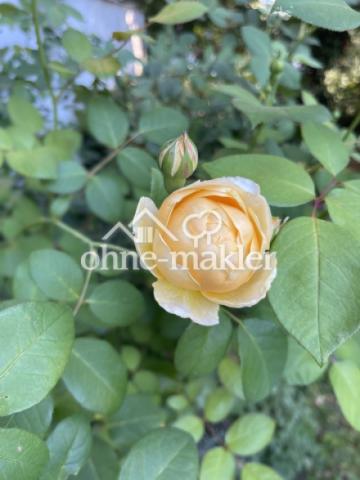 Garten mit englischen Rosen