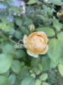 Garten mit englischen Rosen
